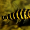 Leporinus fasciatus