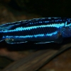 Melanochromis johanni