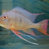 Geophagus altifrons