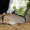 Corydoras metae