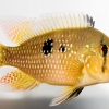 Geophagus brasiliensis