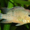 Geophagus steindachneri