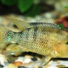 Geophagus steindachneri