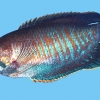 Colisa fasciatus