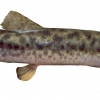 Misgurnus anguillicaudatus