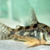 Corydoras paleatus