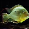 Geophagus surinamensis