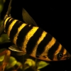 Leporinus fasciatus