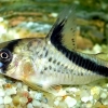 Corydoras Melini