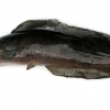 Clarias batrachus