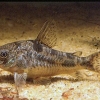 Corydoras paleatus