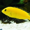 Labidochromis caeruleus 'yellow'