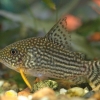 Corydoras sterbai