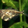 Карнегиелла мраморная (Carnegiella strigata)