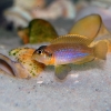 Lamprologus ocellatus 'gold'