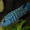 Melanochromis joanjohnsonae