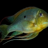 Geophagus altifrons