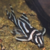 Hypancistrus Zebra