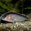 Corydoras arcuatus