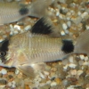 Corydoras panda