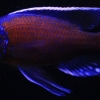 Copadichromis borleyi sp. Kadango