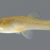 Gambusia affinis