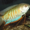 Colisa fasciatus