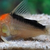 Corydoras adolfoi