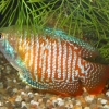 Colisa fasciatus