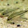 Corydoras pygmaeus