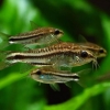 Corydoras pygmaeus