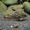 Corydoras napoensis