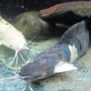 Clarias batrachus