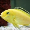 Labidochromis caeruleus 'yellow'