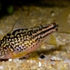 Corydoras napoensis