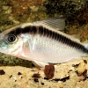 Corydoras arcuatus