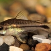 Corydoras pygmaeus