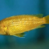 Melanochromis johanni