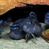 Melanochromis cyaneorhabdos