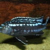 Melanochromis johanni