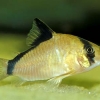 Corydoras metae