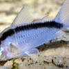 Corydoras arcuatus