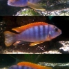 Labidochromis spec. 'Hongi'