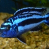 Melanochromis cyaneorhabdos