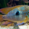 Geophagus brasiliensis