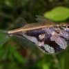 Карнегиелла мраморная (Carnegiella strigata)