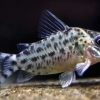 Corydoras agassizii