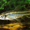 Барбус оливковый ( Barbus olivaceus)