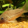 Corydoras trilineatus Julii