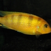 Metriaclima lombardoi